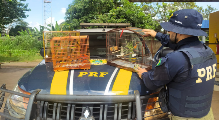 Três aves silvestres foram resgatadas pela Polícia na BR-010, em Campestre do Maranhão